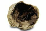 Petrified Wood (Schinoxylon) Limb - Blue Forest, Wyoming #382245-1